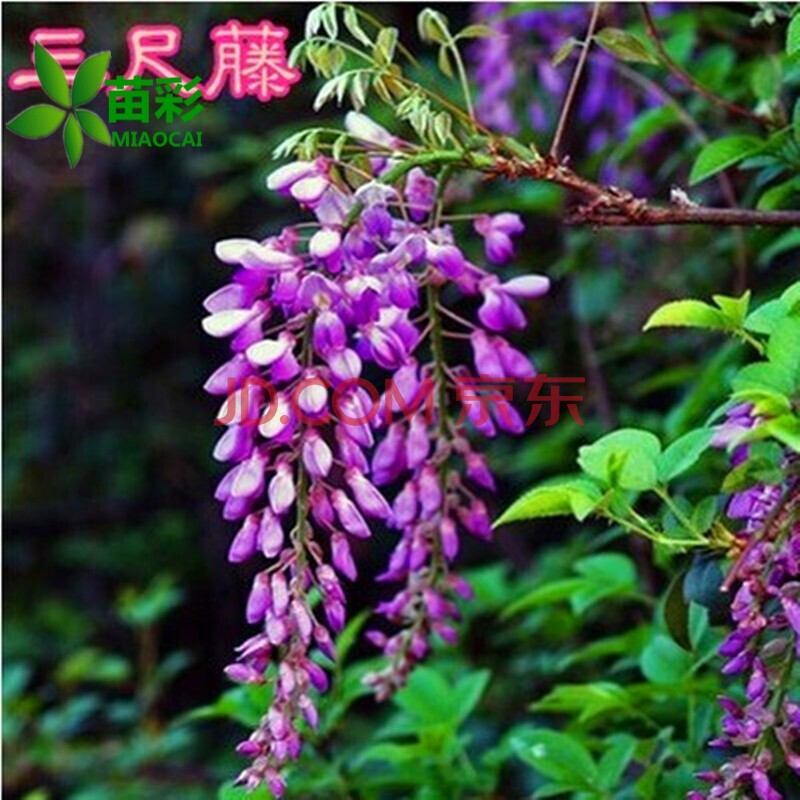 苗彩园艺 紫藤花树苗盆栽紫藤苗紫藤萝花树苗丰花紫藤日本多花紫藤