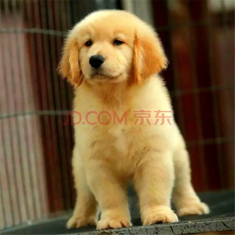 纯种金毛犬活体幼犬大头金毛狗护卫黄金巡回猎犬金毛大骨架大型犬宠物