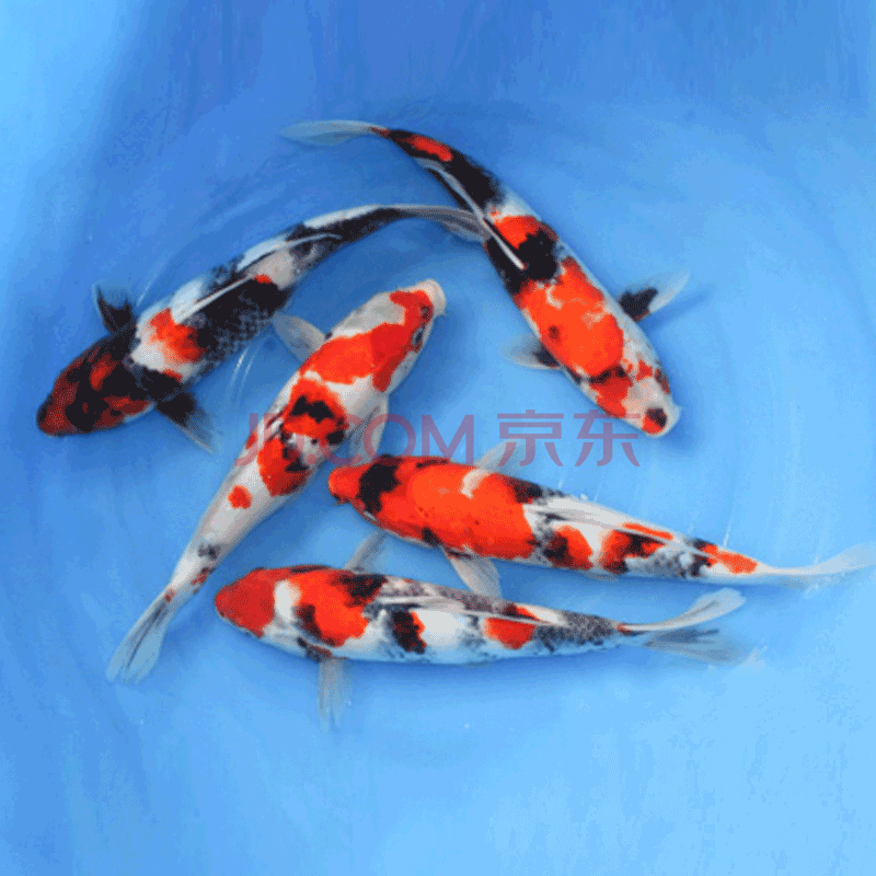 易萌 观赏鱼草金鱼活体小型淡水观赏鱼宠物鱼小金鱼锦鲫锦鲤鱼活体苗