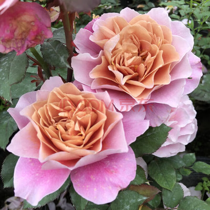 伊芙系列浓香花月季花苗月季花灌木丰花月季品种四季玫瑰庭院阳台