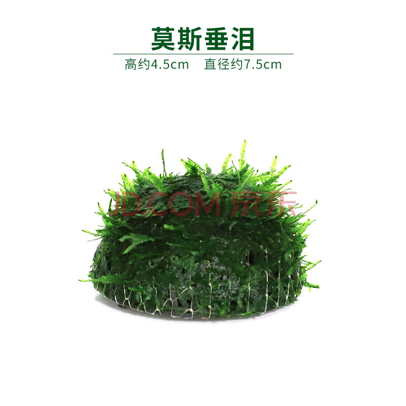 鱼缸水草活体水草水族箱造景迷你爬地矮珍珠牛毛毡天湖葵 垂泪莫斯