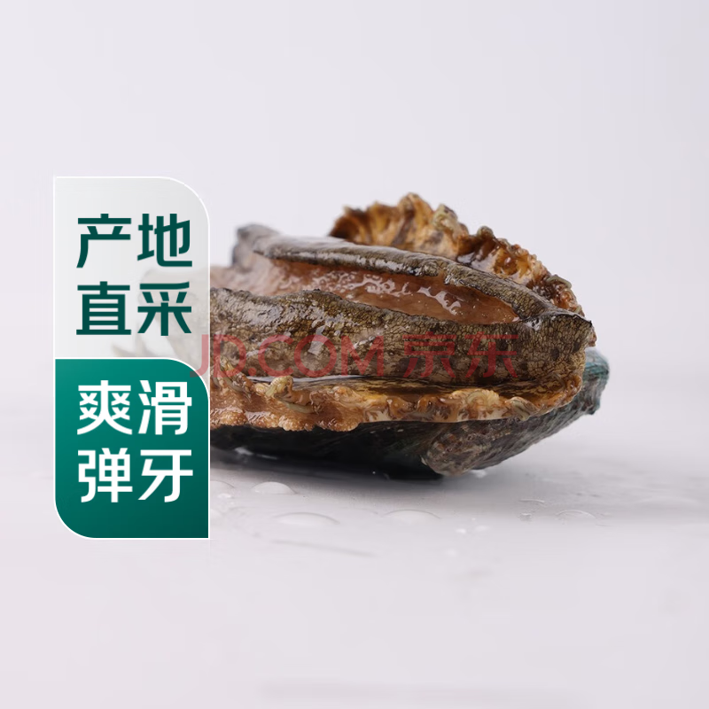 【扭扭鲍】鲜活中鲍鱼1只（14-16头/500g）