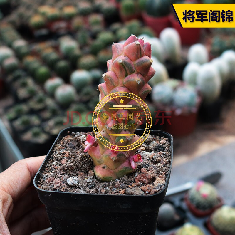 仙人柱合集组合量天尺龙神木仙人掌多肉植物办公室 红色 将军阁锦柱7