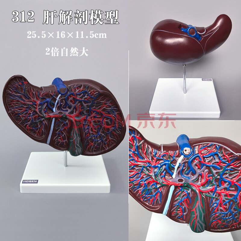 人体器官模型心肝脾肺肾脑胃肠五脏六腑内脏系统解剖结构医学教学 312