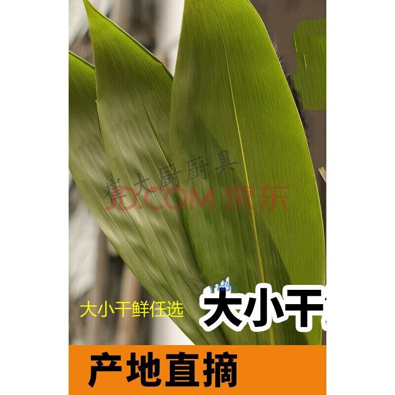 广西粽子叶包粽子的叶子大粽子叶粽叶干的新鲜的大干野生新叶大粽叶图片