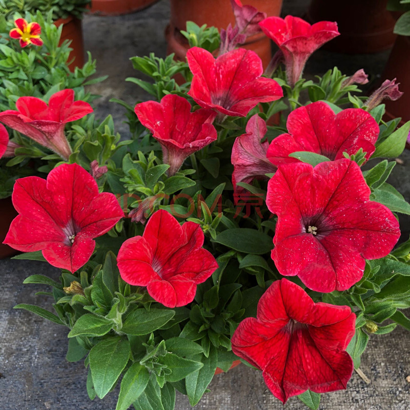 矮牵牛花苗盆栽百万小玲牵牛花花卉绿植垂吊牵牛花盆栽带土发货 牵牛