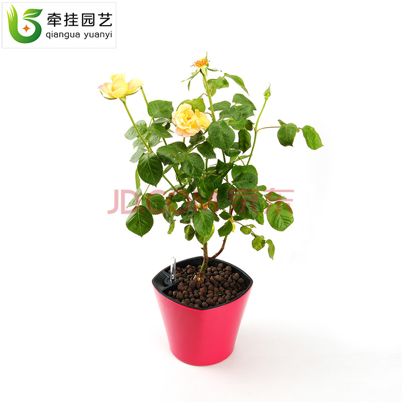 植物花卉手绘月季图片展示_植物花卉手绘月季