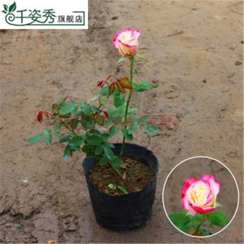 庭院植物 三年苗 大花香水月季 月季花 玫瑰花 盆栽 月季 流星雨