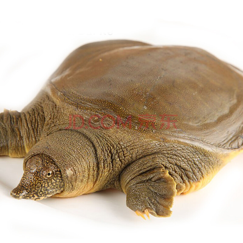 ¡¾»îÌå¡¿ÏÊ°Û¿Í ¶´Í¥ºþÏÊ»î¼×ÓãÍõ°Ë±î ÏʻÏÊ 1500g 1Ö» ºÐ×°