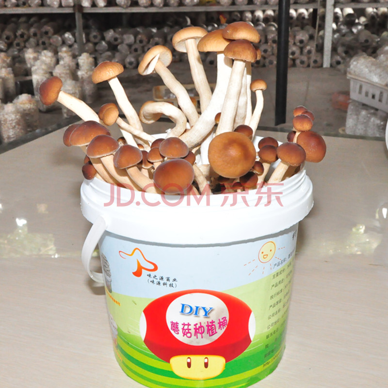 ÂòÈýËÍÒ» DIYÖÖֲͰʳÓþúÅèÔÔ¾ú°üÖÖÄ¢¹½¶àÈâÖ²ÎïÆ½¹½¼ÒÍ¥Ñǫ̂ÖÖÖ² ²èÊ÷¹½Í°×°