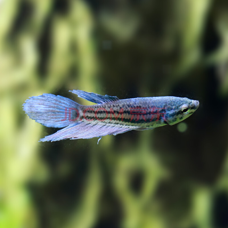 我家的热带鱼是狮王斗鱼,买回来喂给它点鱼食