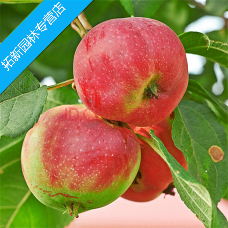 江苏属于南方还是北方啊?理由是什么.