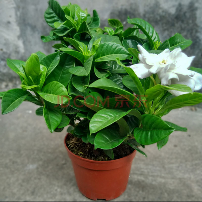 盆栽栀子花图片全