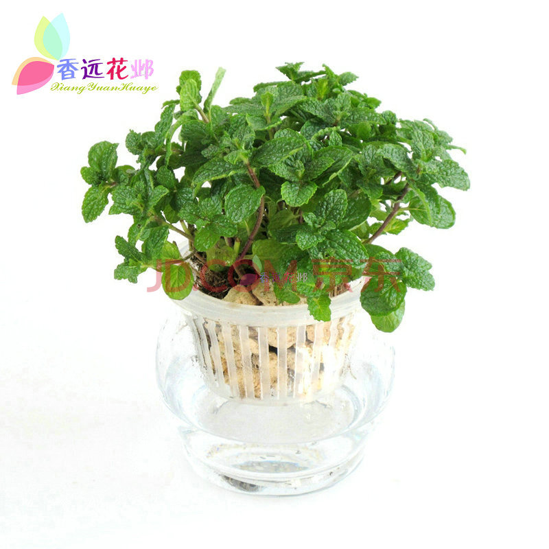 水培薄荷+水培植物套装