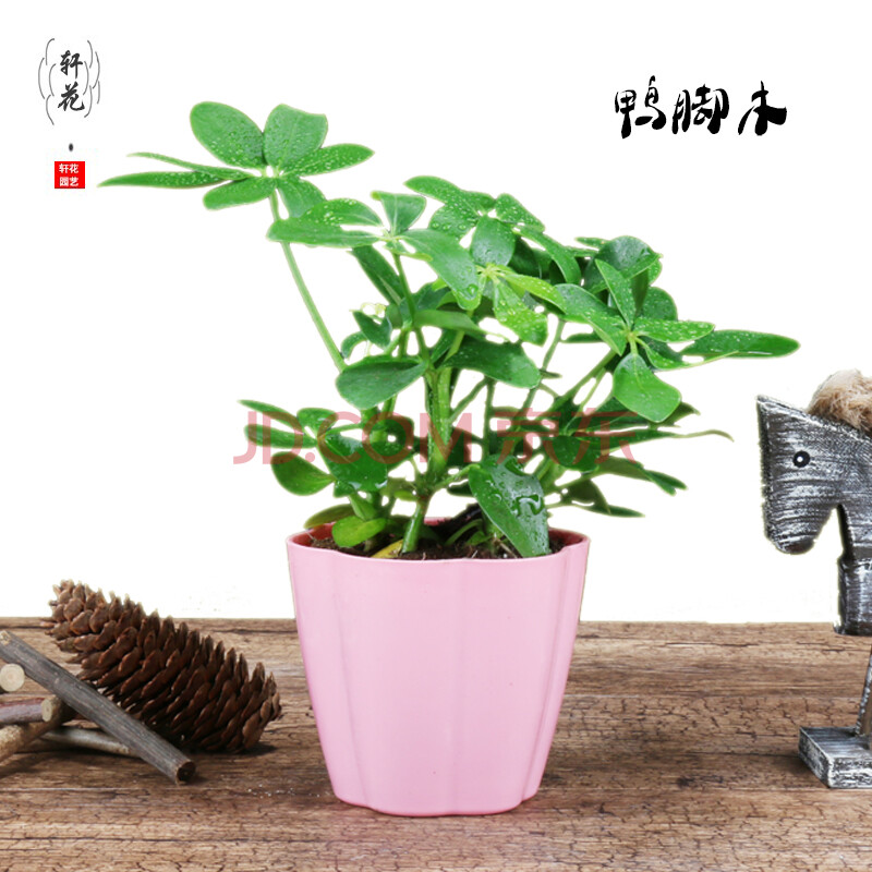 七叶莲和鸭脚木图片展示图片