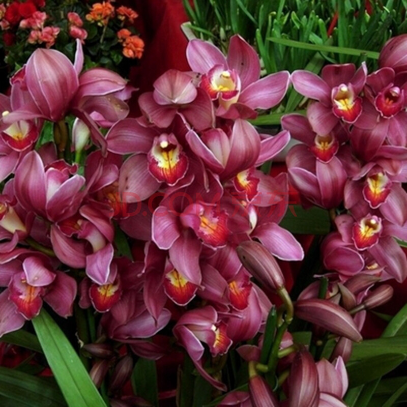 蕙兰图片_纵览新闻