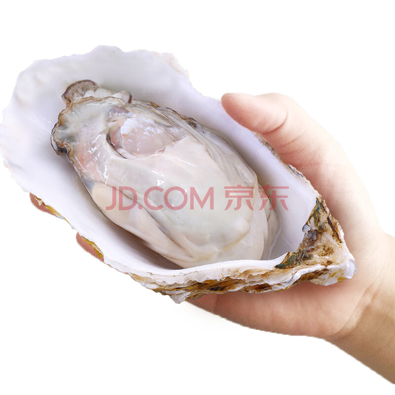 ¡¾»îÏÊ¡¿Ãγ¢¿Í ÏÊ»îÈéɽÉúòº º£òÃ×Ó Äµòà ÉÕ¿¾Ê³²Ä º£ÏÊË®²ú 2500g 10-15Ö» Ïä×°