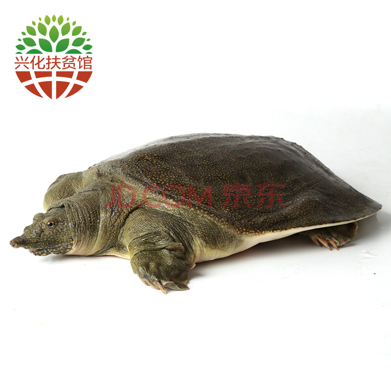 ¡¾ÐË»¯·öƶ¹Ý¡¿Å©Ò¥ Ò°Éú¼×Óã ÏÊ»îÉú̬ҰÉú±îÍõ°Ë Ô¼500-600g