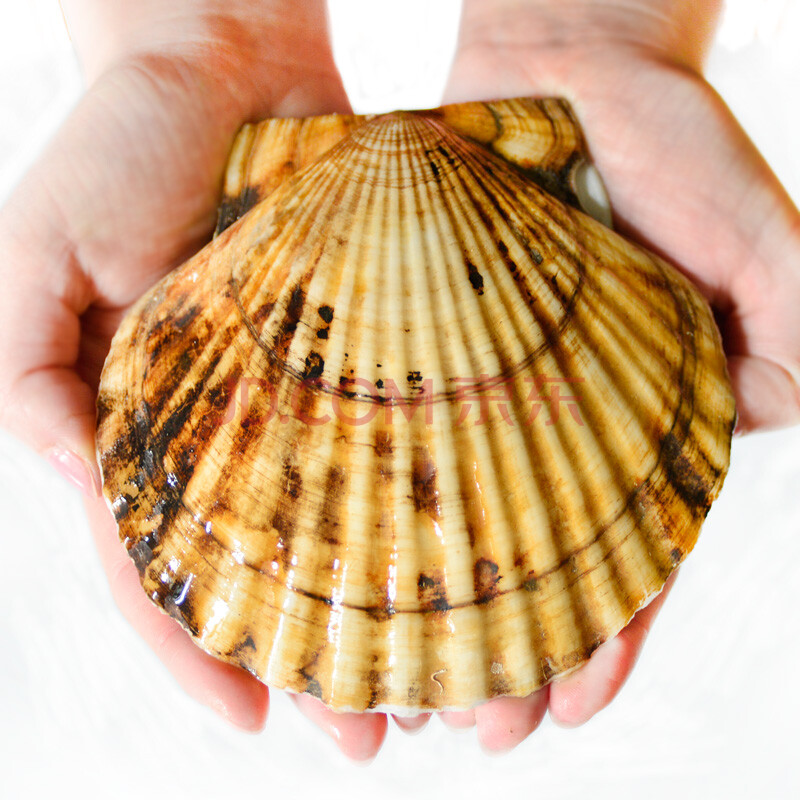 獐子岛(ZONECO SEAFOOD)鲜活原产地扇贝 扇贝王 小规格(3龄贝) 6只装【图片 价格 品牌 报价】-京东