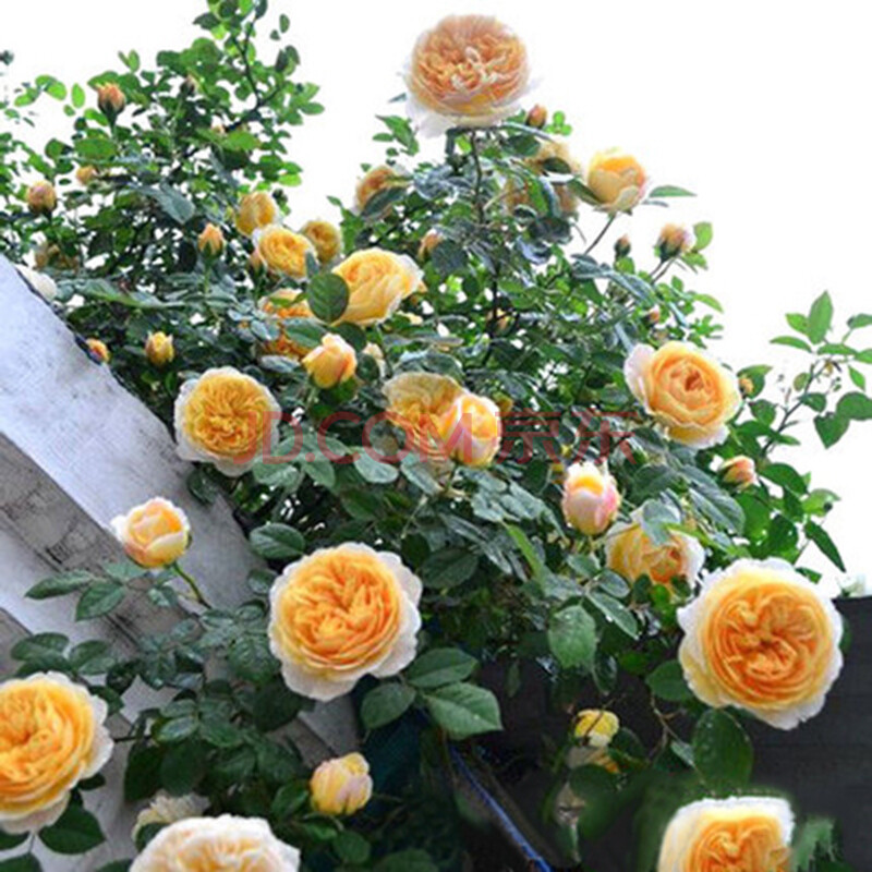 欧月自由精神藤本月季花苗便宜价格 质量好吗