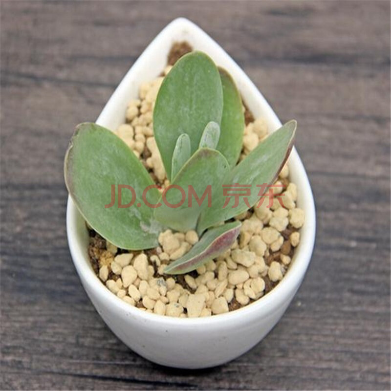 鹿沼土铺面-鹿沼土和赤玉土区别|用鹿沼土种杜