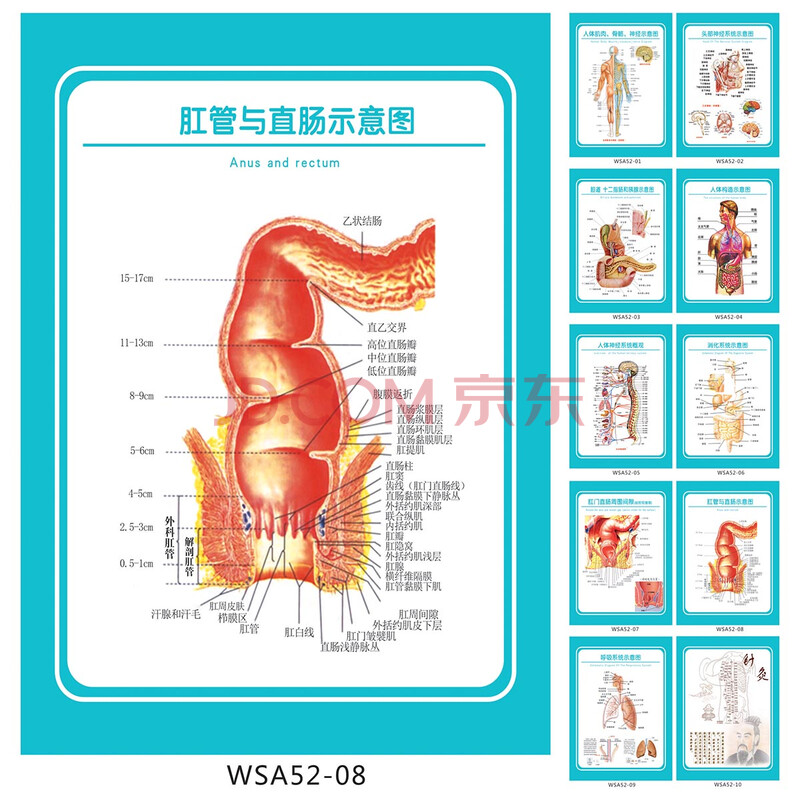 医院科室挂图 解剖图 肛管与直肠示意图 宣传画 墙贴画 wsa52-08 户内