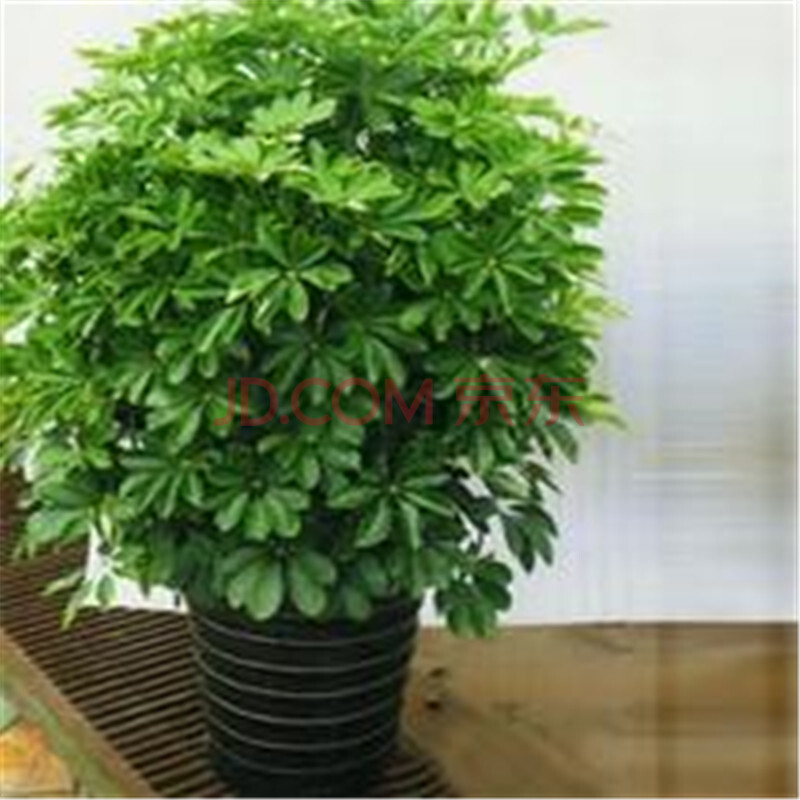 常绿盆栽花卉植物 鸭脚木 七叶莲 鹅掌柴 观叶绿植 鸭掌木 吸毒王 除图片