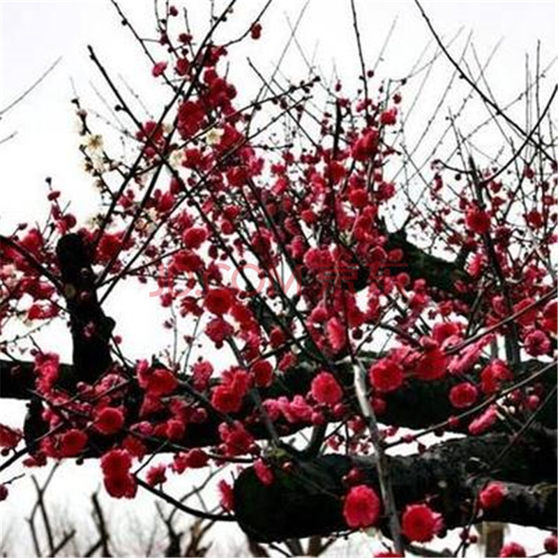 梅花苗梅花盆景红梅素心腊梅庭院绿植盆栽当年开花 乌梅 八年苗