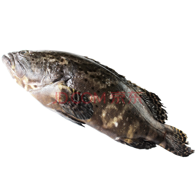 çâÊÀ ÇൺÁúµ¨Ê¯°ßÓã 600g ºÐ×° Çà°ßÓãÉÓ㺣ÏÊË®²ú