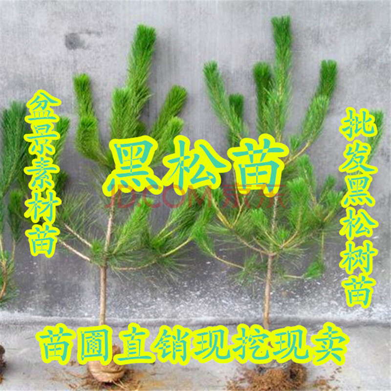 苗盆景素材黑松树苗工程绿化苗木四季常青盆栽植物