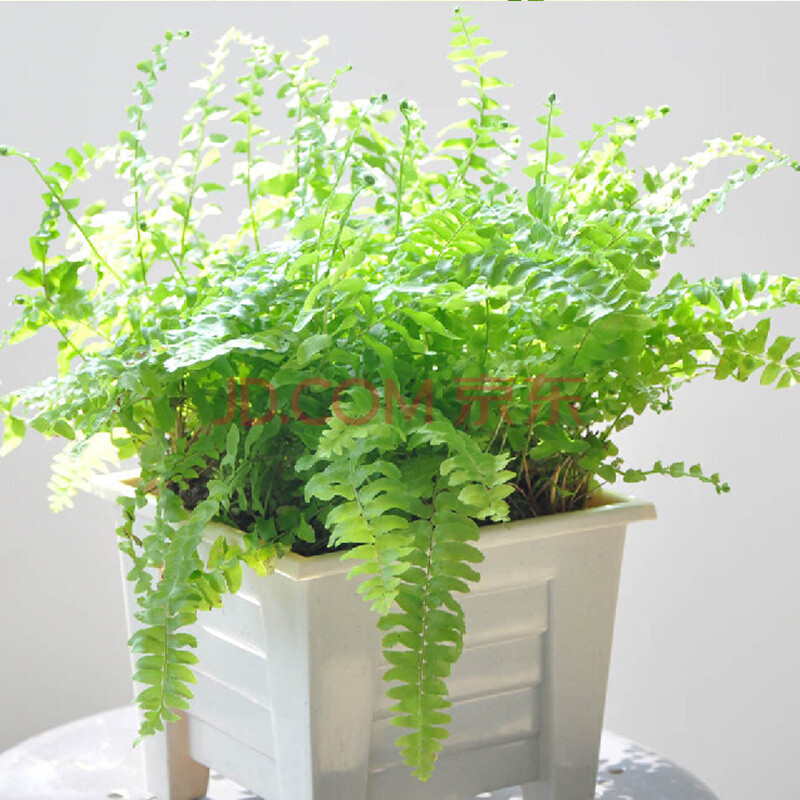 室内植物 花卉盆栽 土培/水培吊兰品种多选 常春藤吊兰 青叶吊兰 波斯
