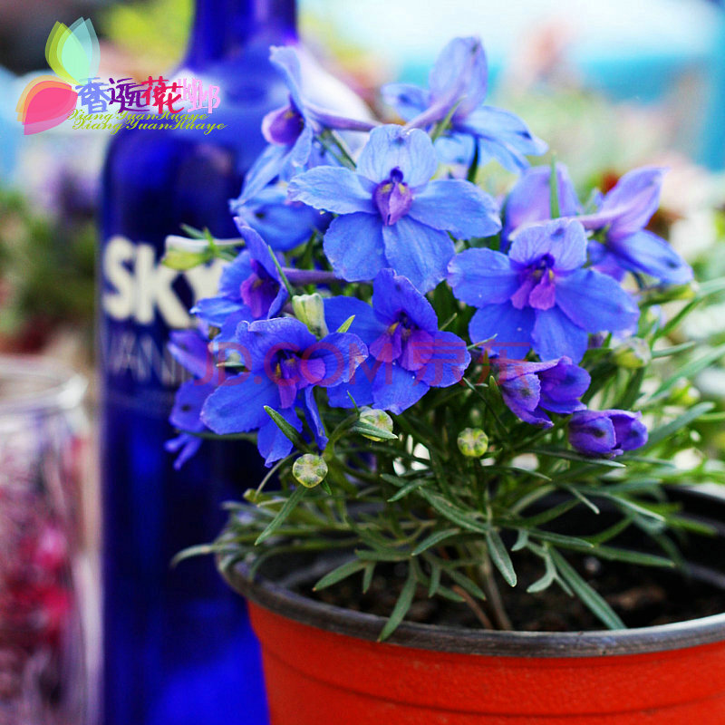 香远【包邮~种子种植套装】玫瑰芍药牡丹薰衣草勿忘我