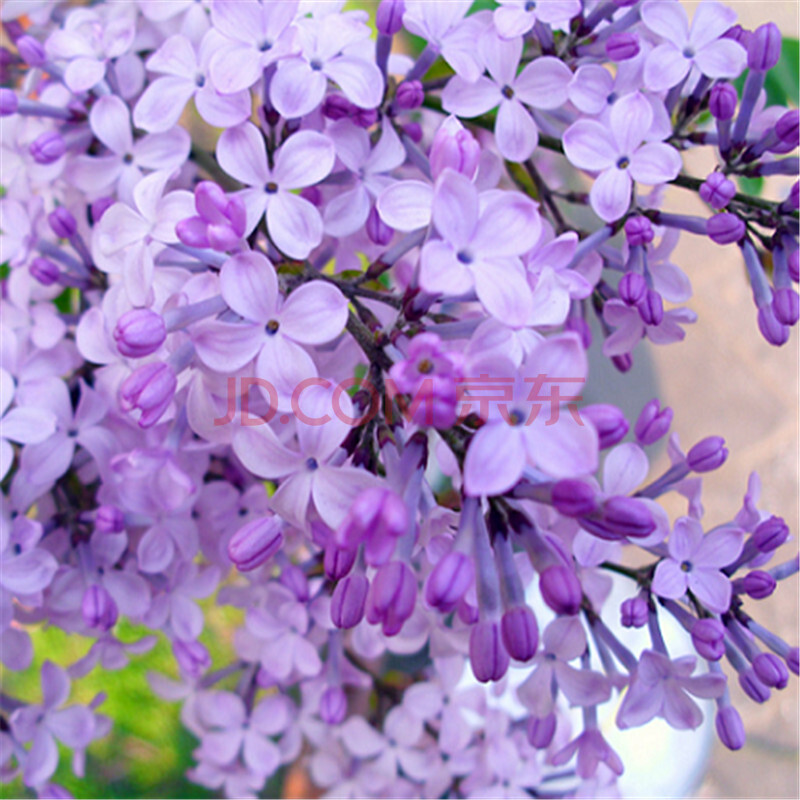 庭院阳台丁香庭院阳盆栽可开花丁香花浓香花卉种籽 紫