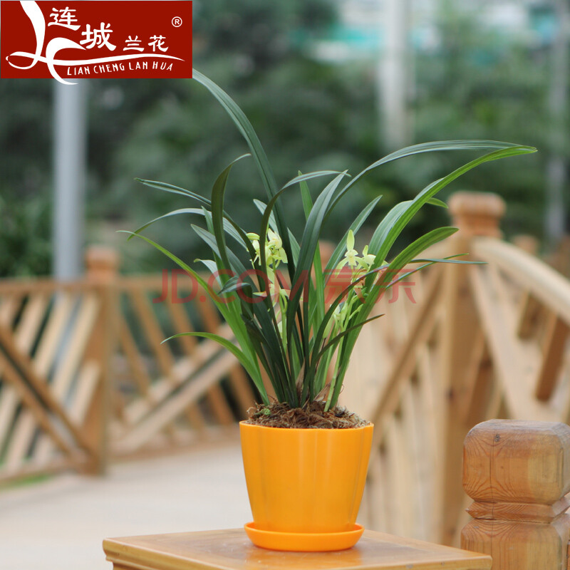 素馨 兰花建兰四季兰办公室桌面绿色植物盆景 室内鲜花花卉小盆栽