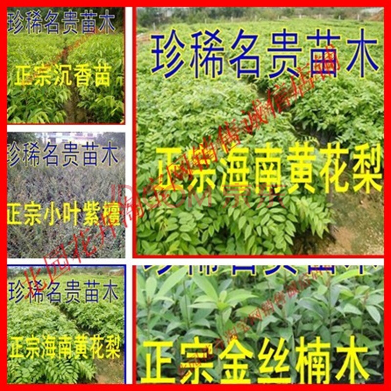 海南黄花梨苗 奇楠沉香苗 小叶紫檀苗 金丝楠木苗