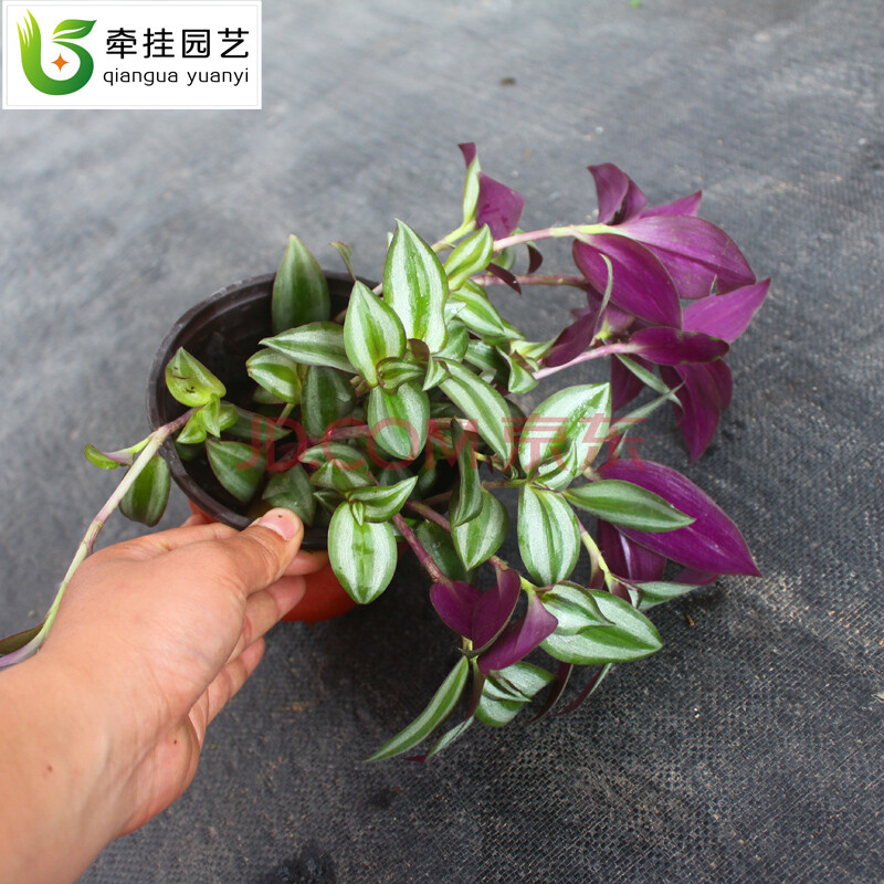 绿植花卉 绿植盆栽 室内盆栽 绿植 办公室 花卉 吊兰