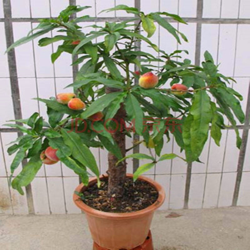 桃子的盆栽种植技术方法是什么