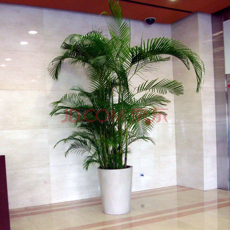 喜阴室内大型盆栽植物