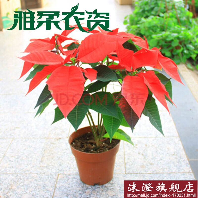 雅柔 一品红圣诞花万年红室内花卉绿植盆栽开业礼品年宵花开花 如图图片