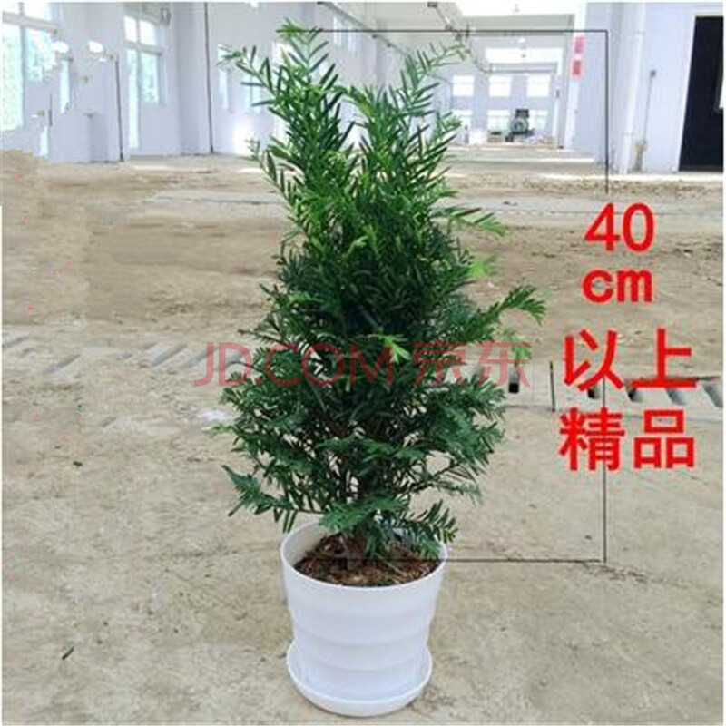 南方红豆杉树苗盆栽盆景净化空气除甲醛防辐射办公室植物 盆以上40cm