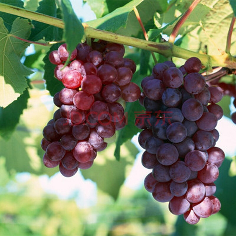 葡萄苗+盆栽地栽+葡萄树苗