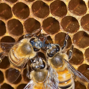 【吉顺号】蜂巢素天然蜂巢素蜂蜜+老蜂巢精制