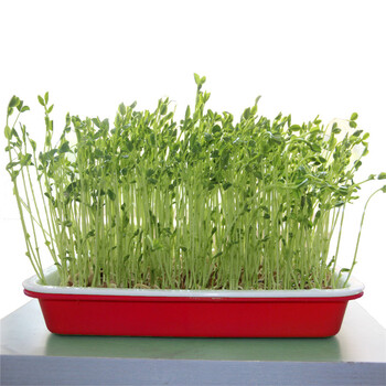 水培芽苗菜纸上种菜 阳台温室纸上种菜专用双
