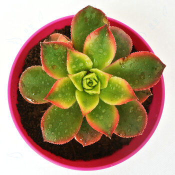 艳日辉+多肉植物