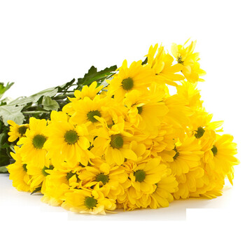 思念物语 清明节鲜花速递菊花花束北京上海成都广州厦门深圳鲜花快递 B款黄色菊花花束【图片 价格 品牌 报价】-京东商城