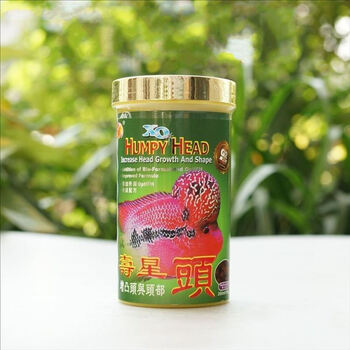 新加坡傲深第2代XO红瑞神 寿星头(增凸头与头