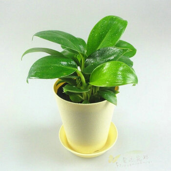 香远花邺 金钻盆栽 金钻蔓绿绒 桌面小盆栽 有氧