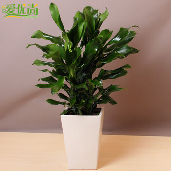 家装节【爱优尚】 螺纹铁盆栽 中型植物花卉办