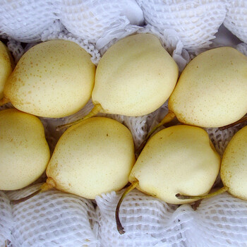 泊头特级鸭梨2盒*4.75KG/盒 净重约9.5KG