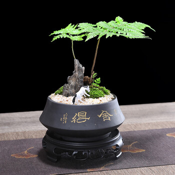 幼薇 金毛红麟蕨 蕨类植物水培绿植盆景好养美观室内耐阴好养桌面盆栽 红麟蕨盆景+舍得紫砂盆+圆形底盘 带盆栽好全利兔-实时优惠快报